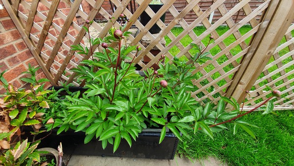 Show us your peonies!