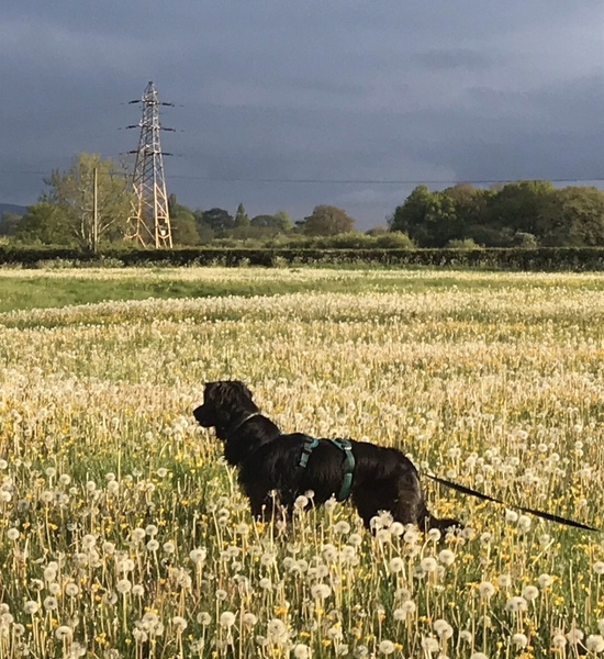 Are dandelions taking over Britain?
