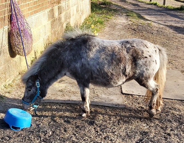 Zoe Snape, Aviemore, Posh Pony Pad or Inky Dinky
