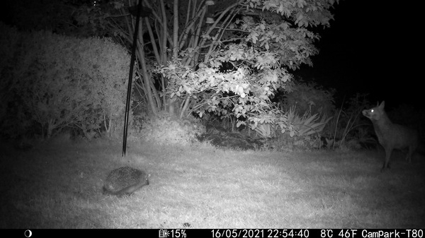 I need some hedgehog help!