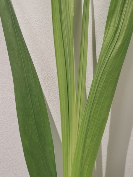 Plant ID please