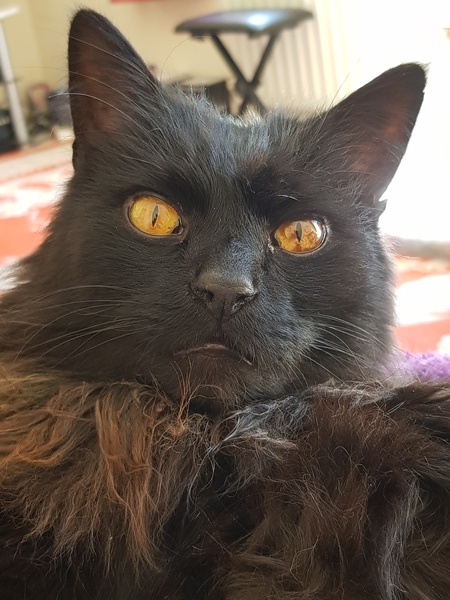 Marks in cat’s eye