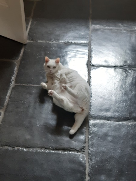 Teleporting cats