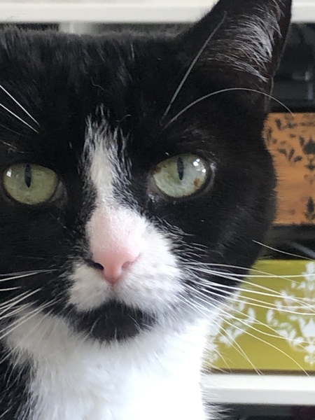 Marks in cat’s eye