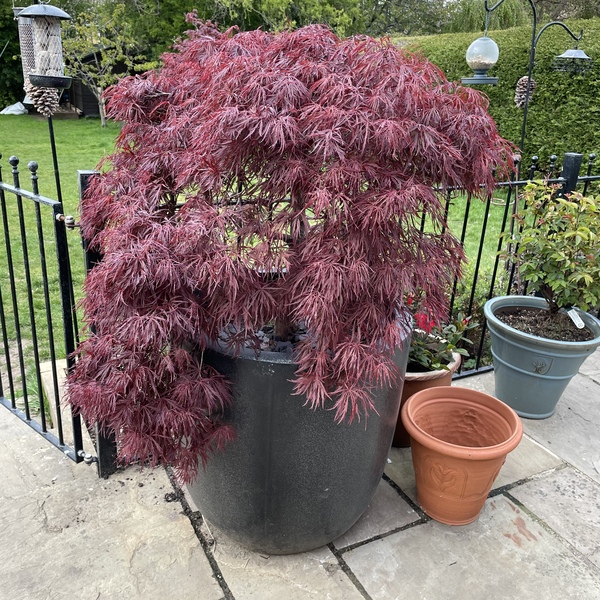 Acer Garnet - pot or plant?