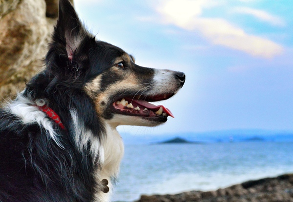 Border collie as a family pet?