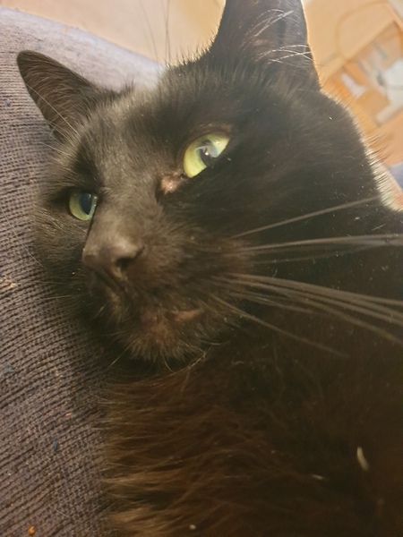 Chez Ollie - All welcome especially Not My Cats. General Cat chat thread
