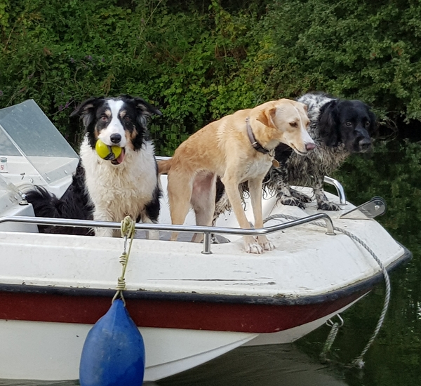 Dog DNA - any guesses?