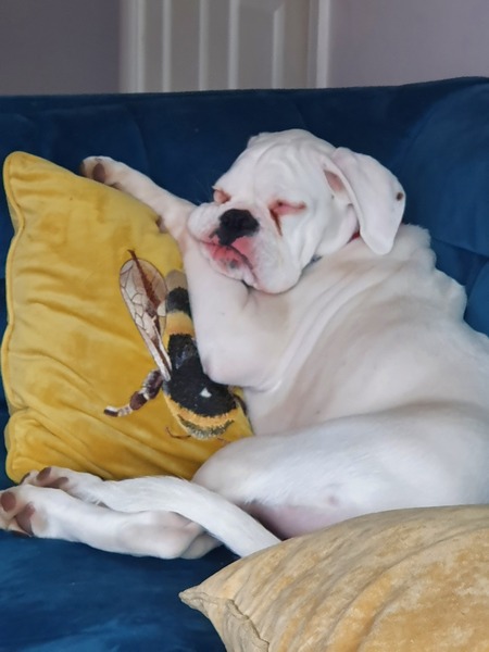 Is there a breed I'm missing?