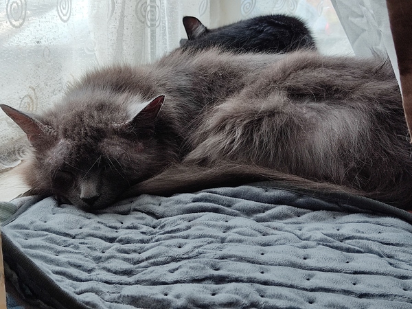 Overgrooming, vets or not?