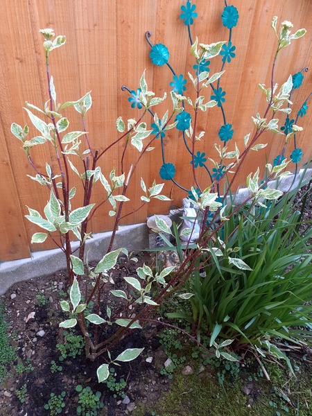 Cornus Elegentissima
