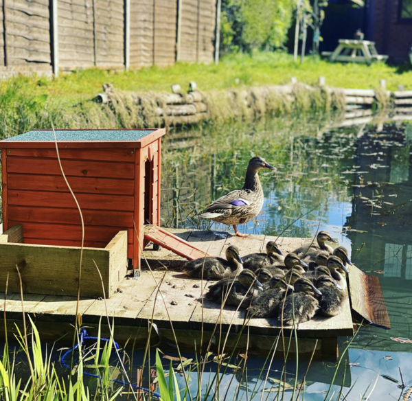 Duck Tales! (Still not what I expected to wake up to this morning)