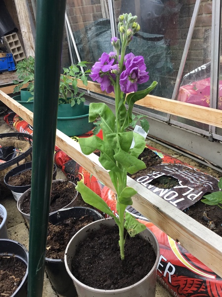 Propagating stocks