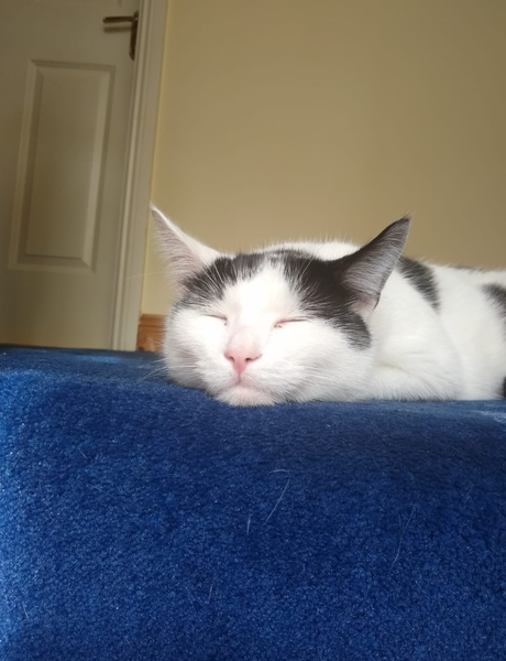 Let's see your sleeping cat pictures