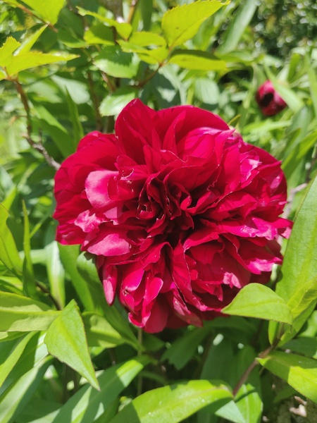 Show us your peonies!