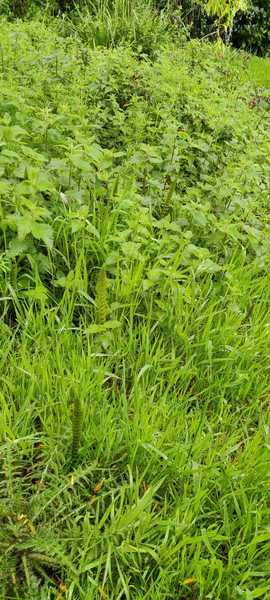 What is this strange shoot in the bog?