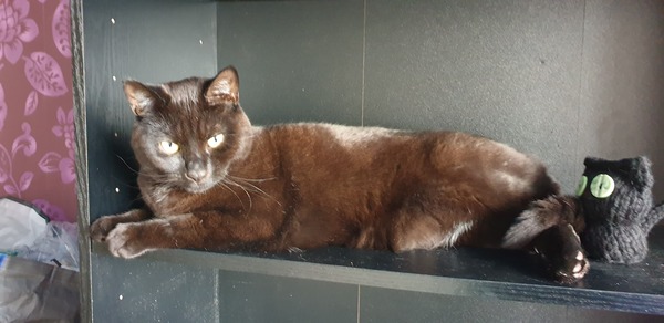 Chez Ollie - All welcome especially Not My Cats. General Cat chat thread