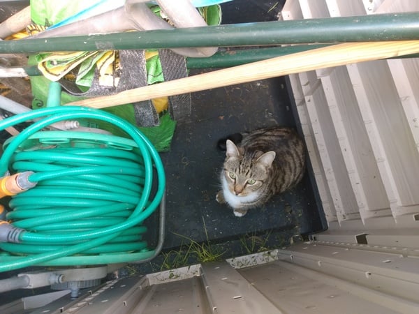 Chez Ollie - All welcome especially Not My Cats. General Cat chat thread