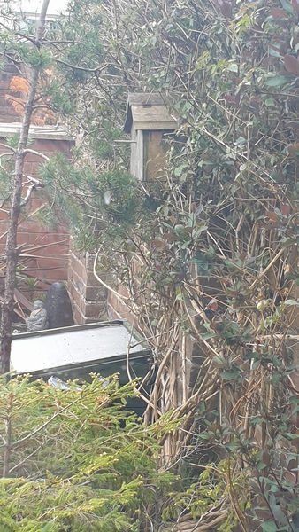 Unable to post pictures