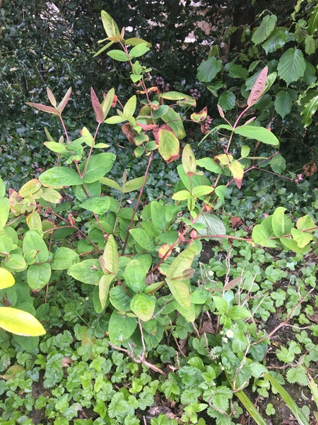 Tutsan or snowberry - plant ID