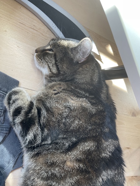 Let's see your sleeping cat pictures