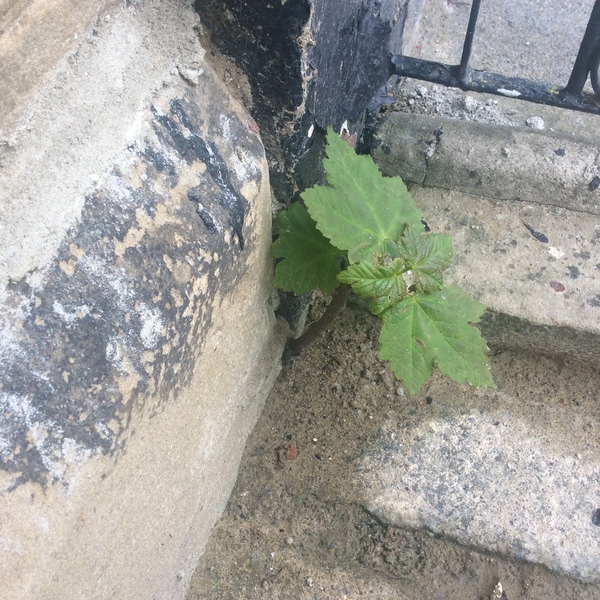 Advice please on how to get rid of this!