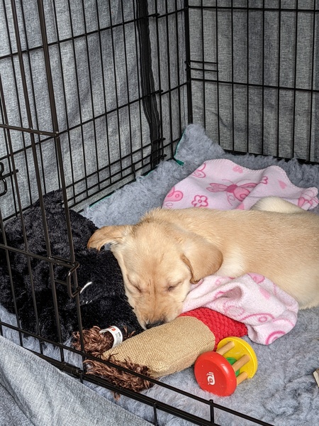 Puppy Survival Thread - May