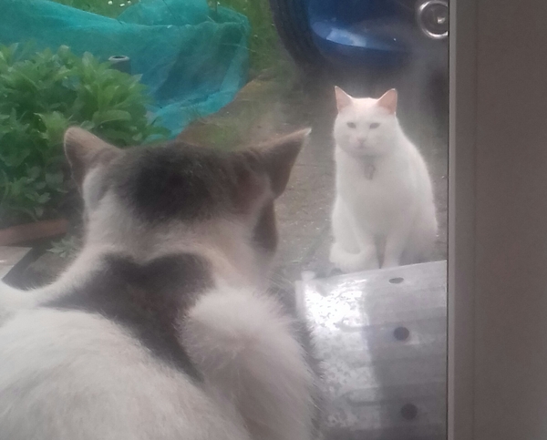 What time do your cat's play out till?