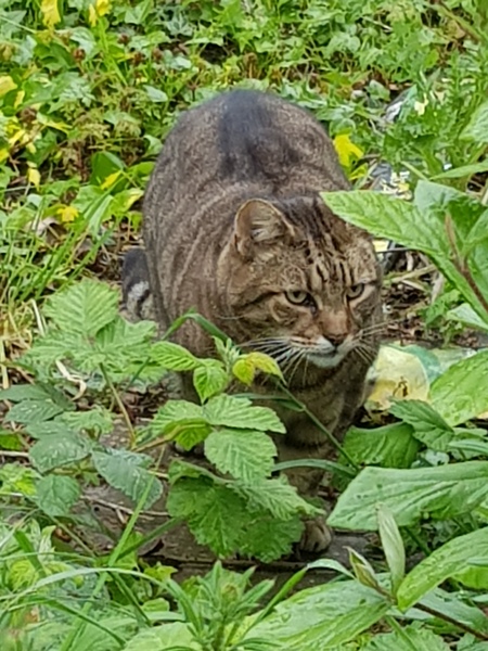 Thug cat part 3.  Unbidden guests are often welcomest when they are gone.