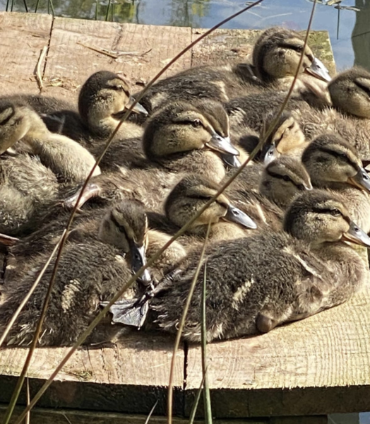 Duck Tales! (Still not what I expected to wake up to this morning)