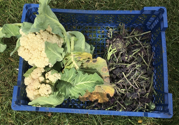 Allotment/Veg Patch Thread 16  Weather weirdness prevails !