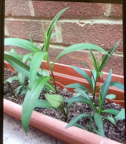 Plant ID please