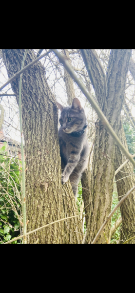 Keeping cat in overnight? Thoughts please!