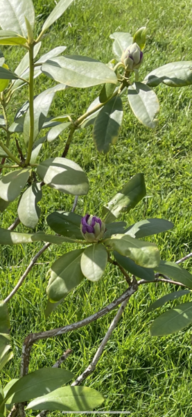 What plant is this?