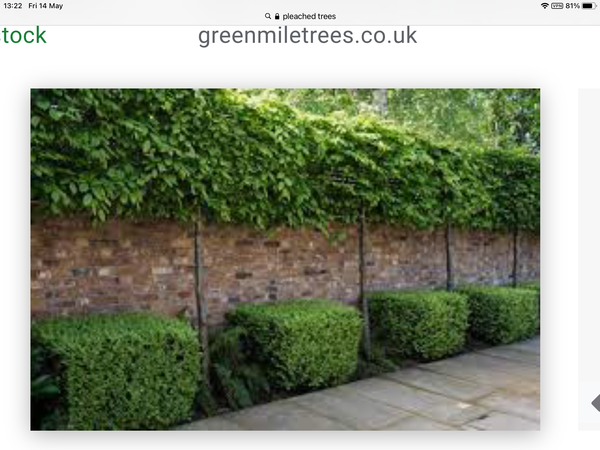 Help me find this tree!!!
