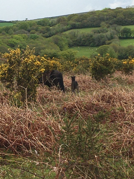 Any Witches Here? Part 14.