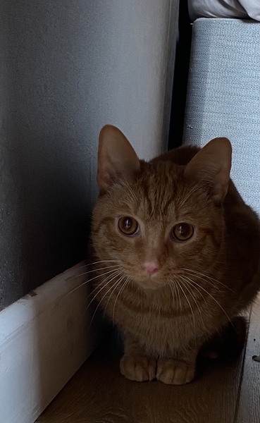 help to settle a very scared cat!