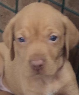 Dog name help - suggestions please!