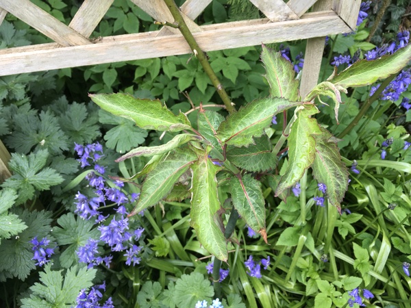 Any idea what this could be?