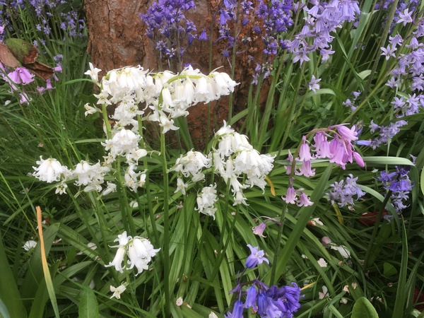 Spanish bluebells -getting rid