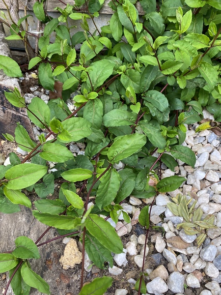 Can anyone identify this plant?
