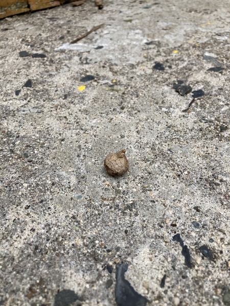 I think someone has flung cat/small dog poo around my back yard.