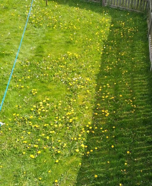 Are dandelions taking over Britain?