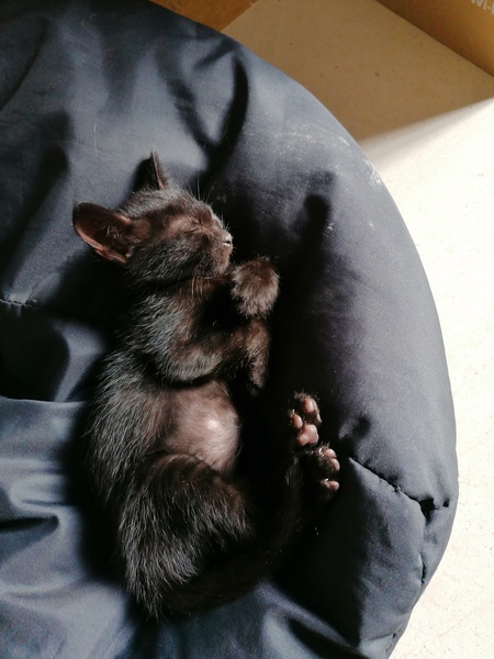 Let's see your sleeping cat pictures