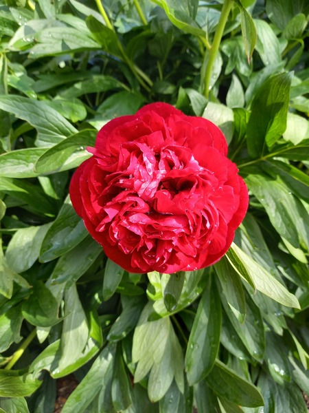 Show us your peonies!