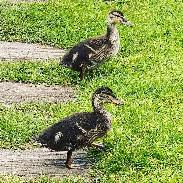 Duck Tales! (Still not what I expected to wake up to this morning)