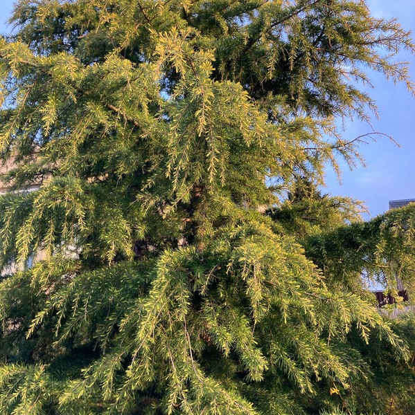 Tree id