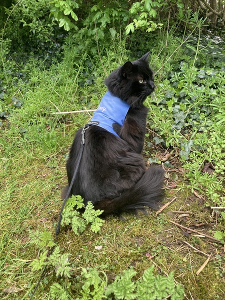 Chez Ollie - All welcome especially Not My Cats. General Cat chat thread