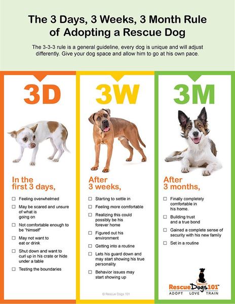 AIBU to not want to give rescue dog up?
