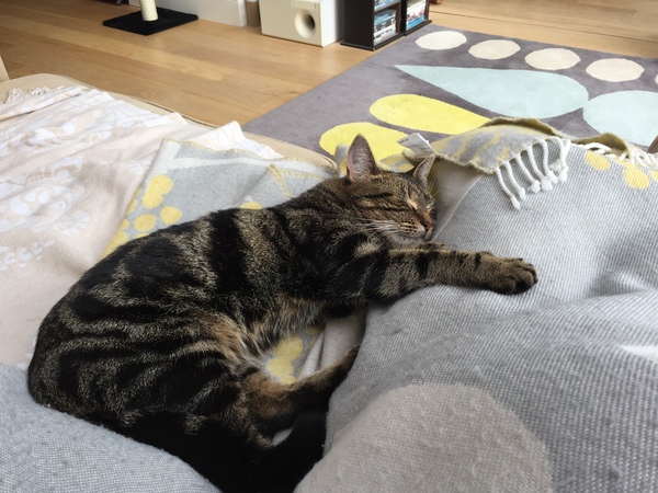Let's see your sleeping cat pictures